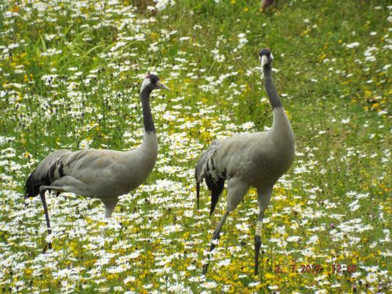 WWT Washington Wetland Centre